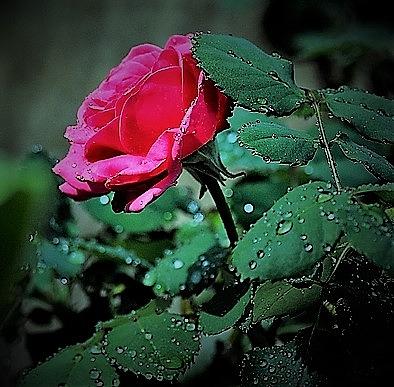 Sunday Morning Rose Photograph by John Glass
