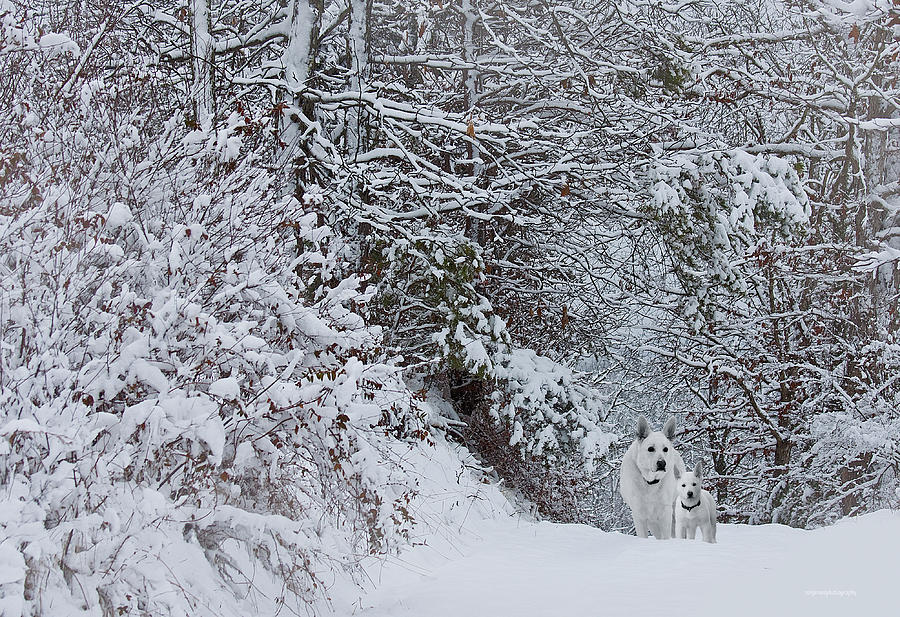 Sunday Walks Photograph by Ron Jones - Fine Art America