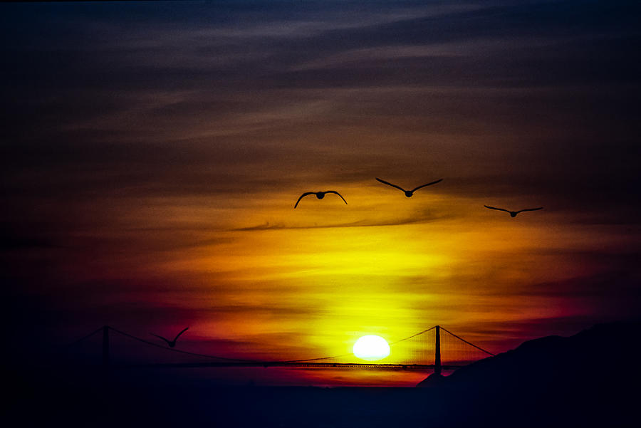 Bird Photograph - Sundown And Golden Gate Bridge by Dieter Walther