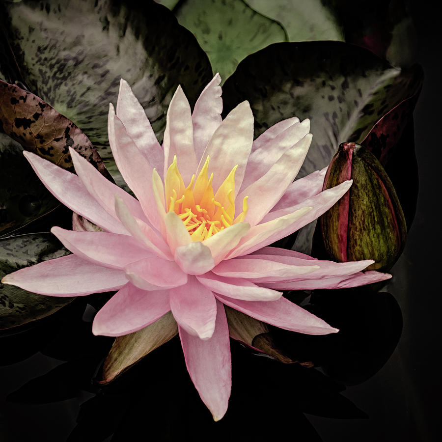 Sunfire Hardy Waterlily Photograph by Julie Palencia