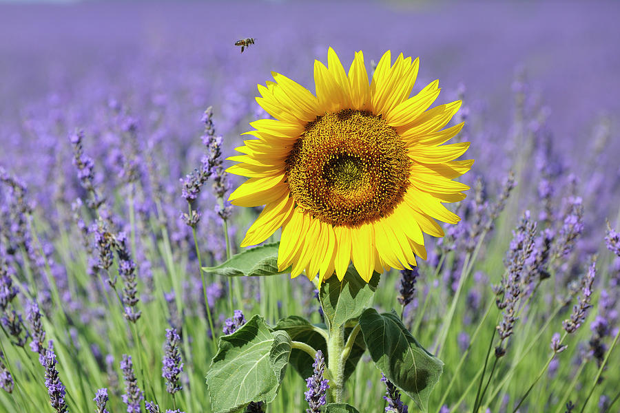 Sunflower & Lavender Field Digital Art by Cornelia Dorr