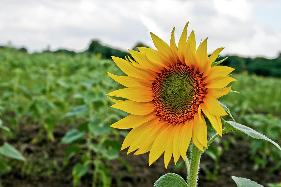 Sunflower Photograph by © Sk.fotography
