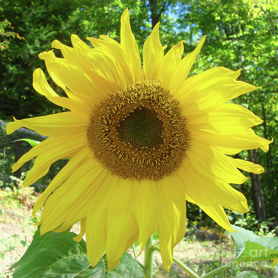 Sunflower 1 Photograph by Amy E Fraser