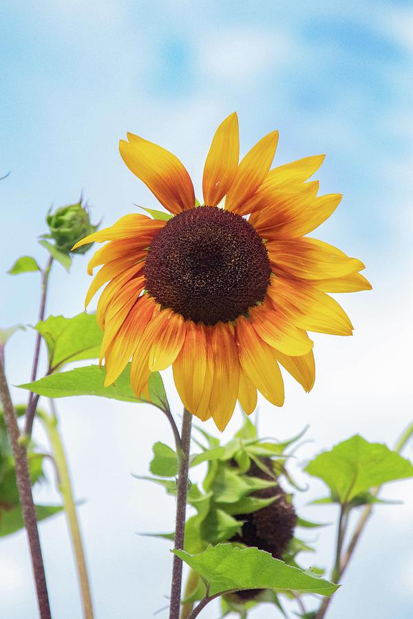 Sunflower 1 Photograph by Judy Smith - Fine Art America