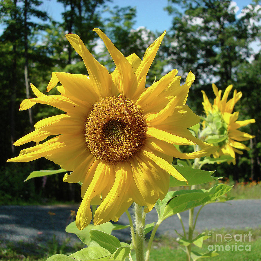 Sunflower 10 Photograph by Amy E Fraser