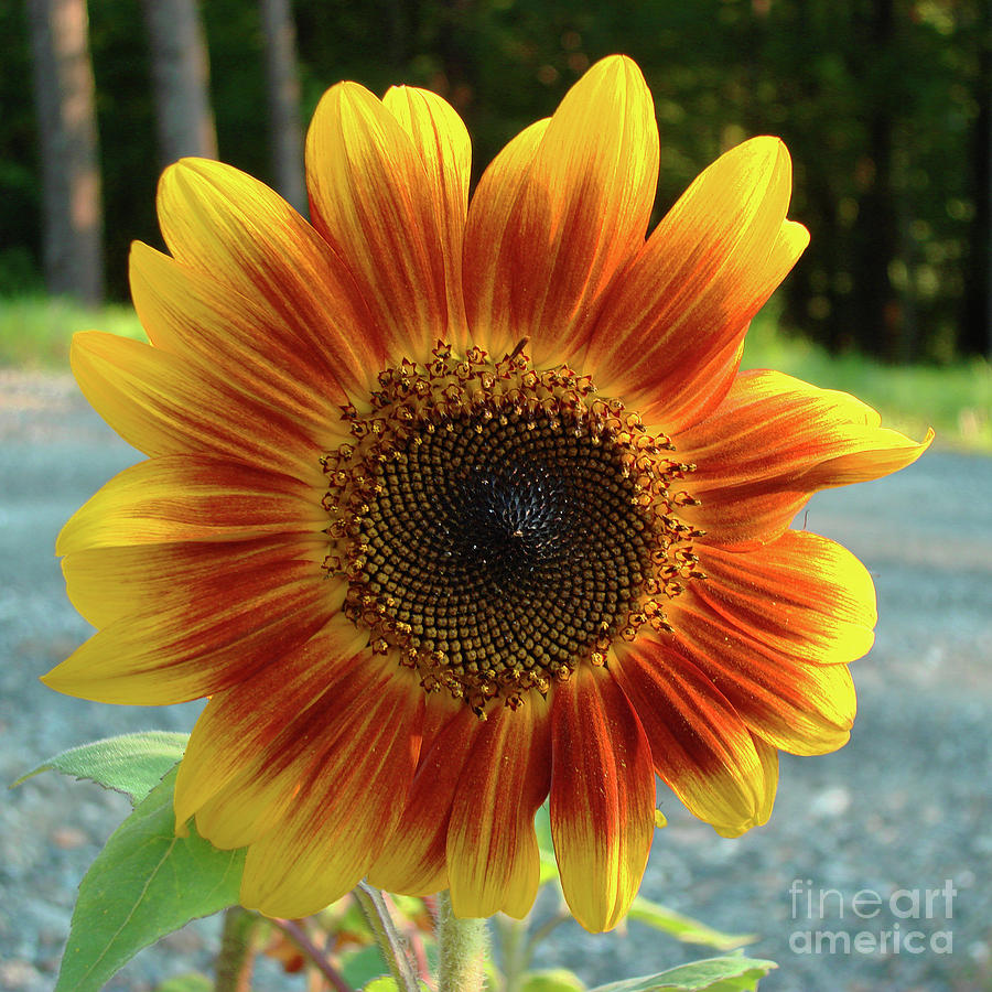 Sunflower 11 Photograph by Amy E Fraser