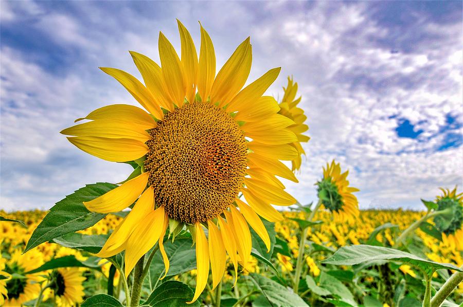 Sunflower 11 Photograph by C Sev Photography | Fine Art America