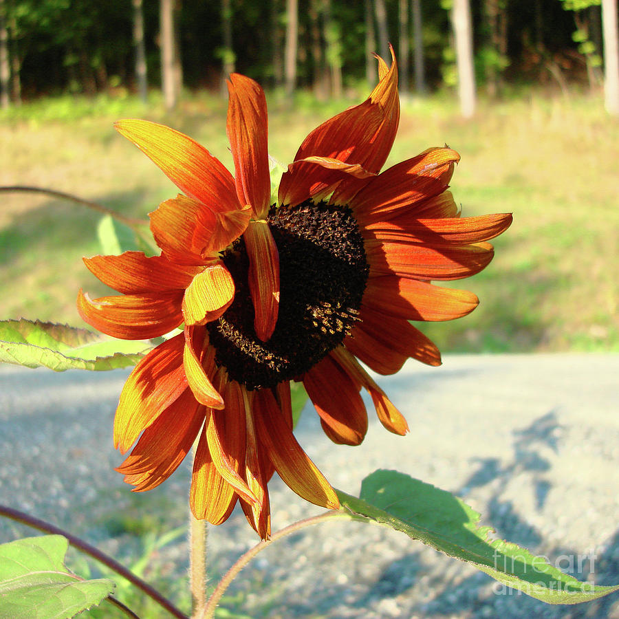 Sunflower 13 Photograph by Amy E Fraser