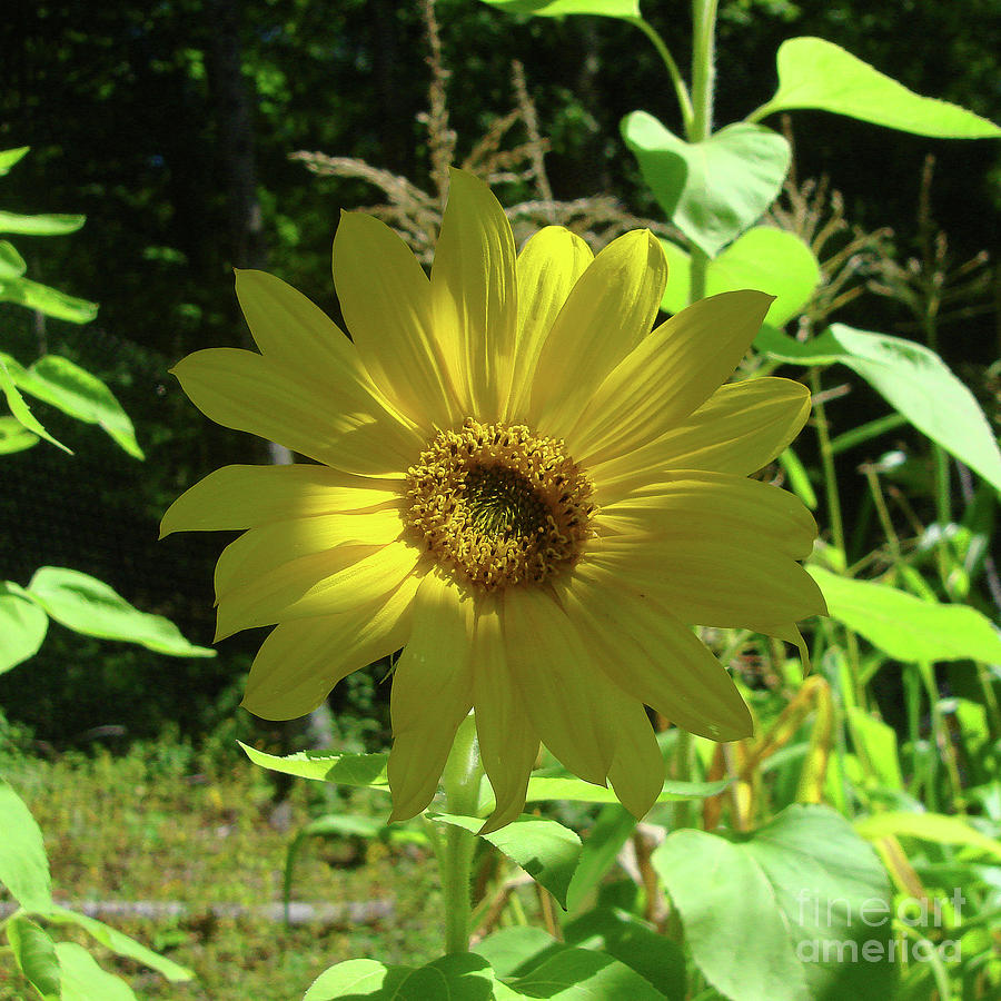 Sunflower 14 Photograph by Amy E Fraser