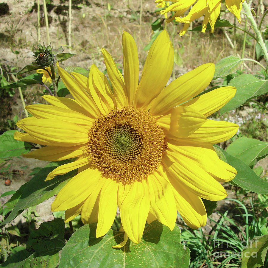 Sunflower 15 Photograph by Amy E Fraser
