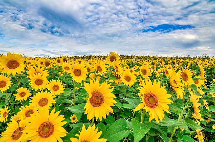 Sunflower 15 Photograph by C Sev Photography - Fine Art America