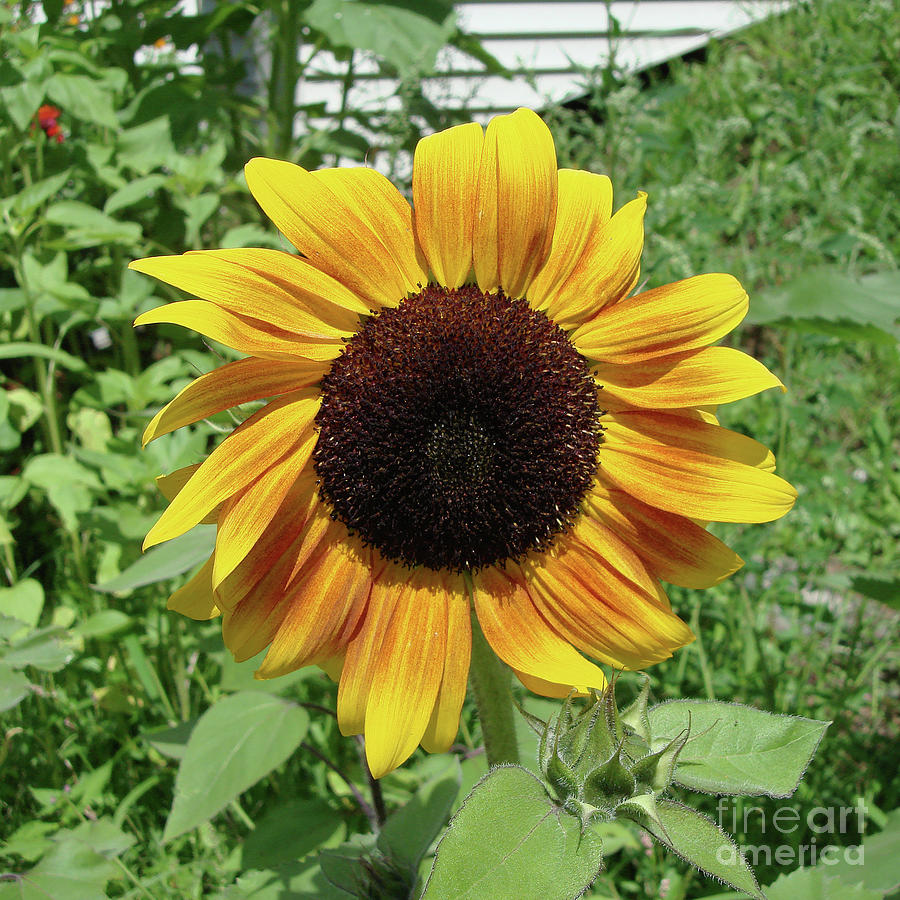 Sunflower 16 Photograph by Amy E Fraser