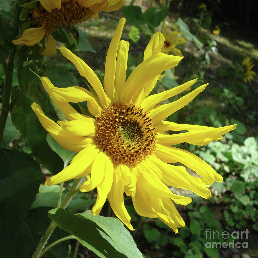 Sunflower 17 Photograph by Amy E Fraser