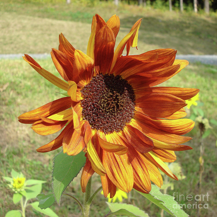Sunflower 18 Photograph by Amy E Fraser