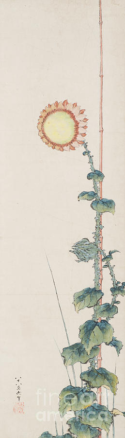 Sunflower, 1848 Ink And Colour On Paper Painting by Hokusai