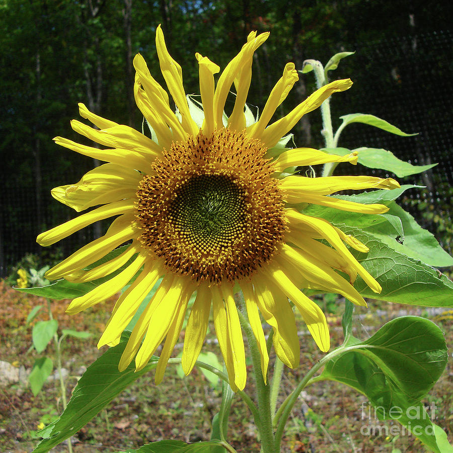 Sunflower 19 Photograph by Amy E Fraser