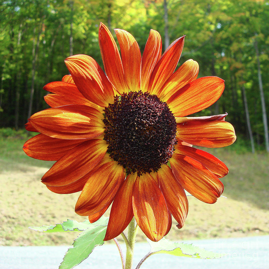 Sunflower 2 Photograph by Amy E Fraser