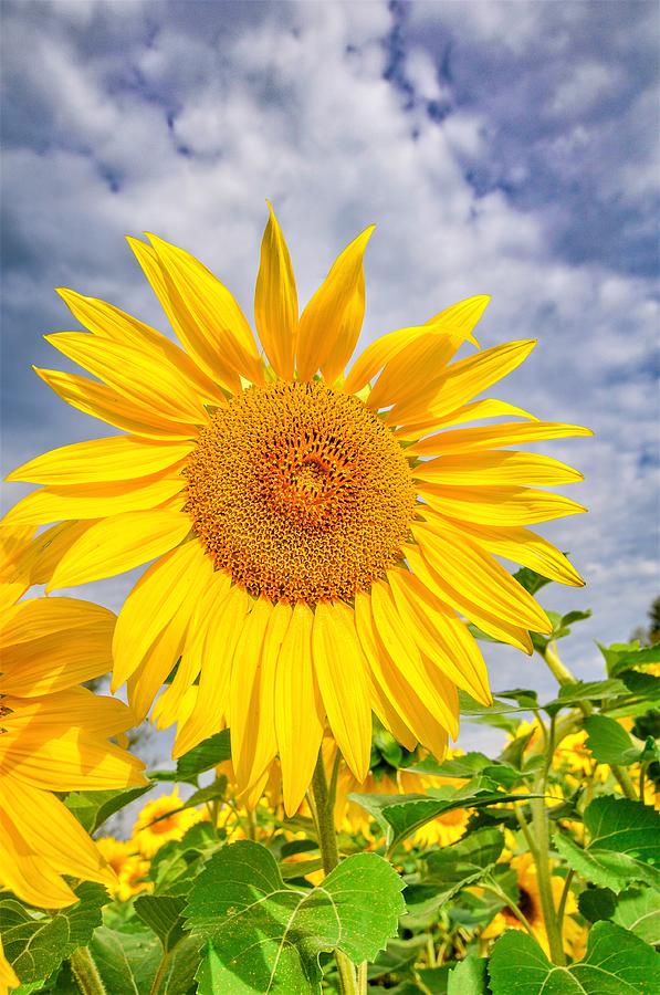 Sunflower 2 Photograph by C Sev Photography - Fine Art America