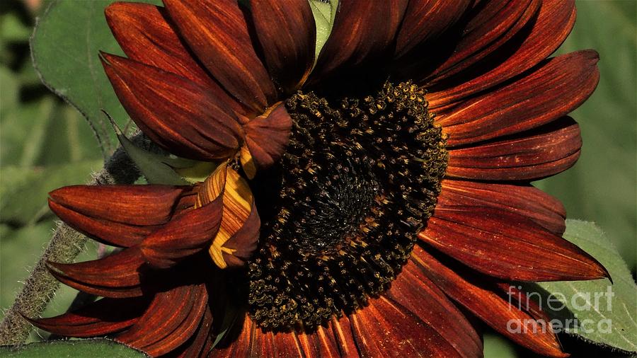 Sunflower 2 Photograph by J L Zarek