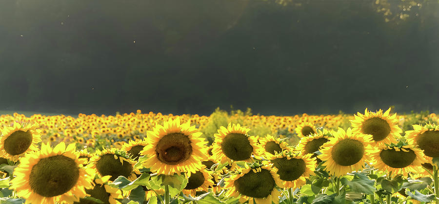 Sunflower 20 #sunflowers Photograph by Andrea Anderegg