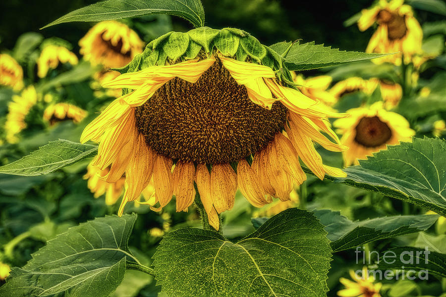 Sunflower 2019 1 by Elijah Knight Sunflower 2019 1 by Elijah Knight