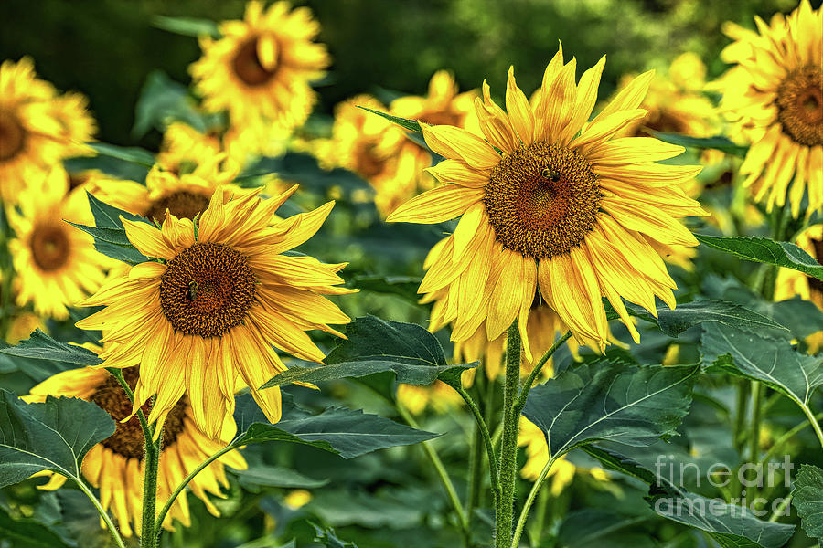 Sunflower 2019 5 Digital Art by Elijah Knight