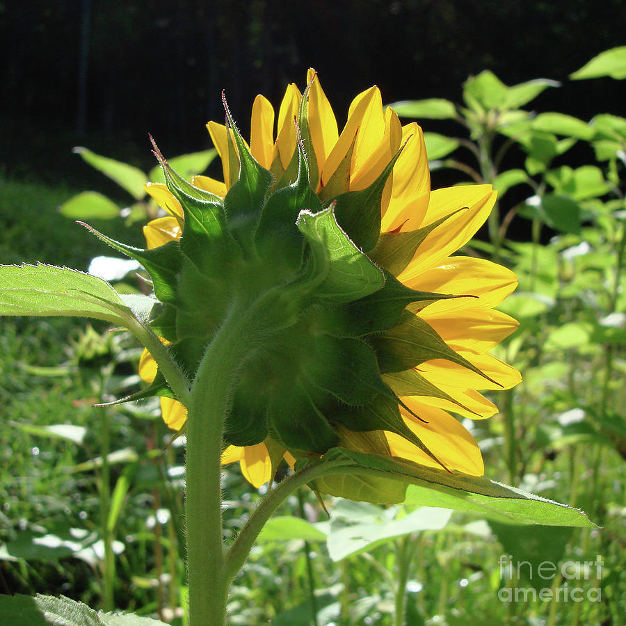 Sunflower 23 Photograph by Amy E Fraser