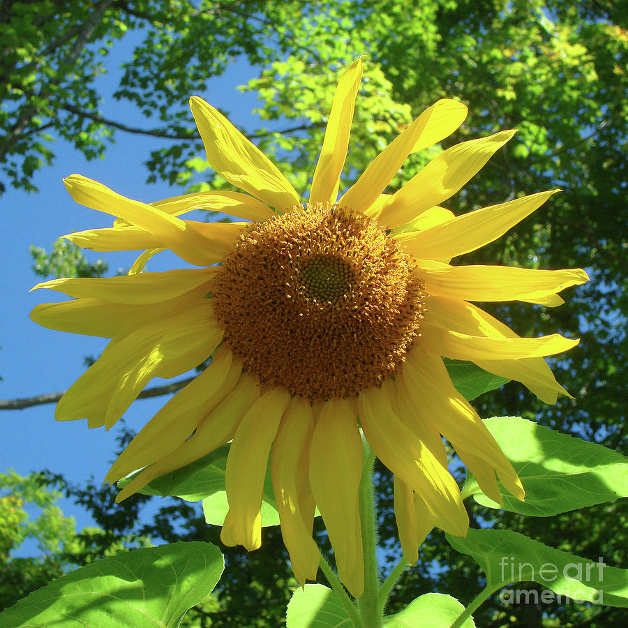 Sunflower 25 Photograph by Amy E Fraser