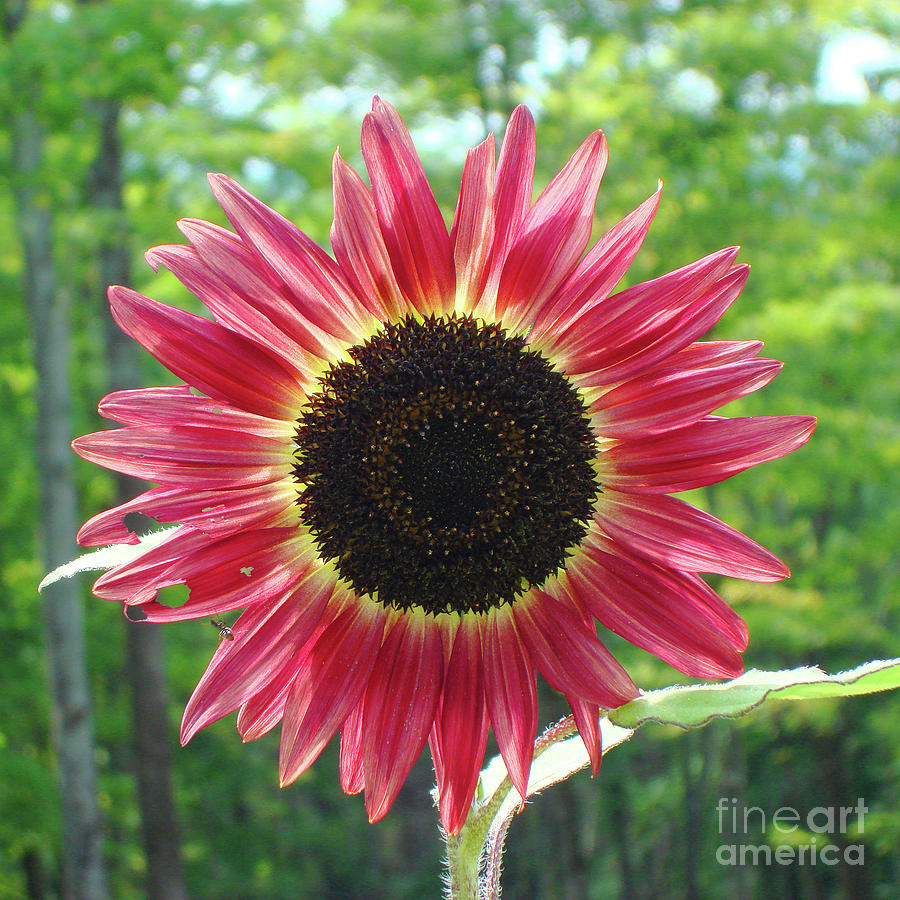 Sunflower 26 Photograph by Amy E Fraser