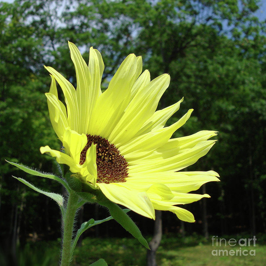 Sunflower 27 Photograph by Amy E Fraser