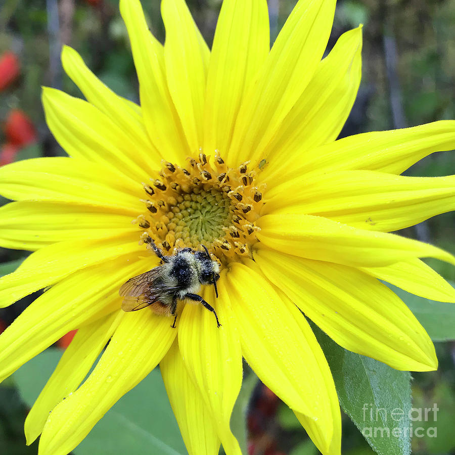 Sunflower 3 Photograph by Amy E Fraser