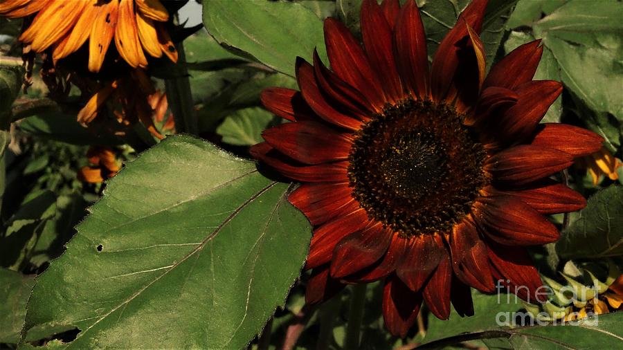 Sunflower 3 Photograph by J L Zarek