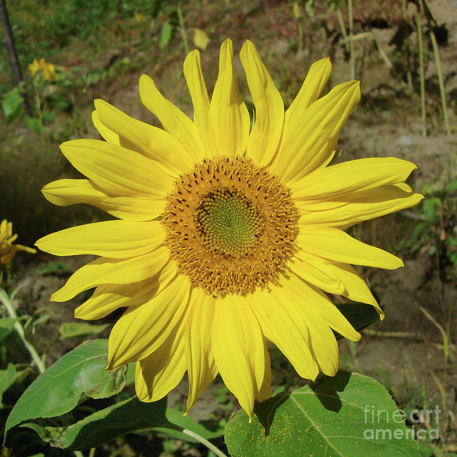Sunflower 30 Photograph by Amy E Fraser