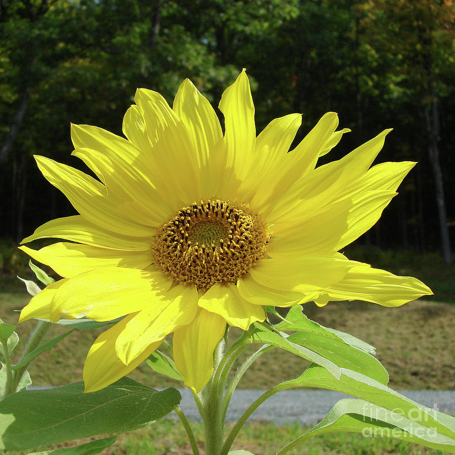 Sunflower 33 Photograph by Amy E Fraser