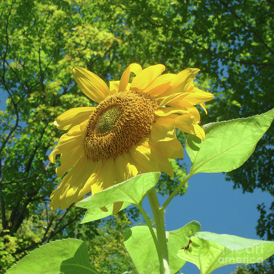 Sunflower 35 Photograph by Amy E Fraser
