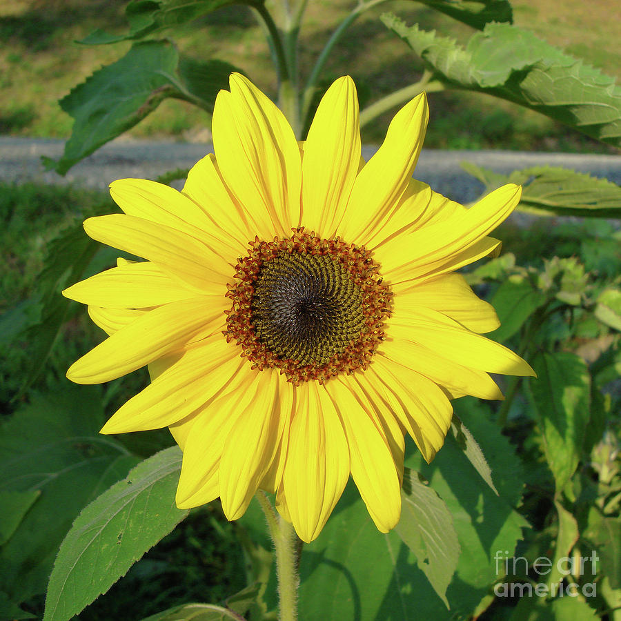Sunflower 36 Photograph by Amy E Fraser