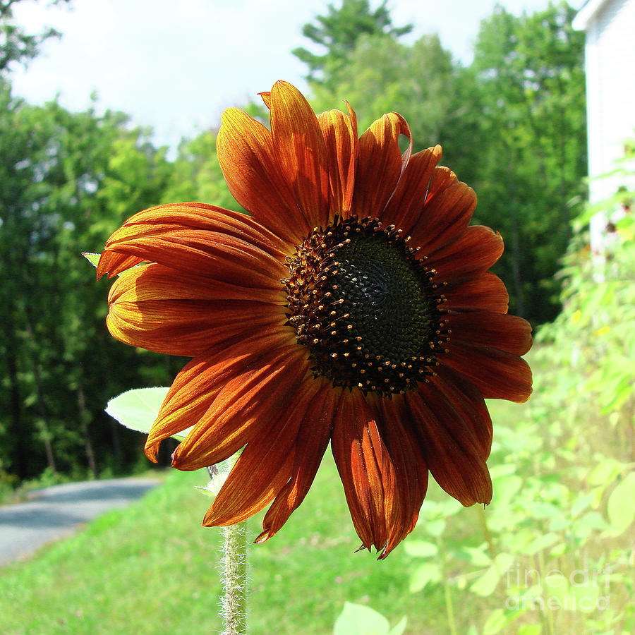 Sunflower 37 Photograph by Amy E Fraser
