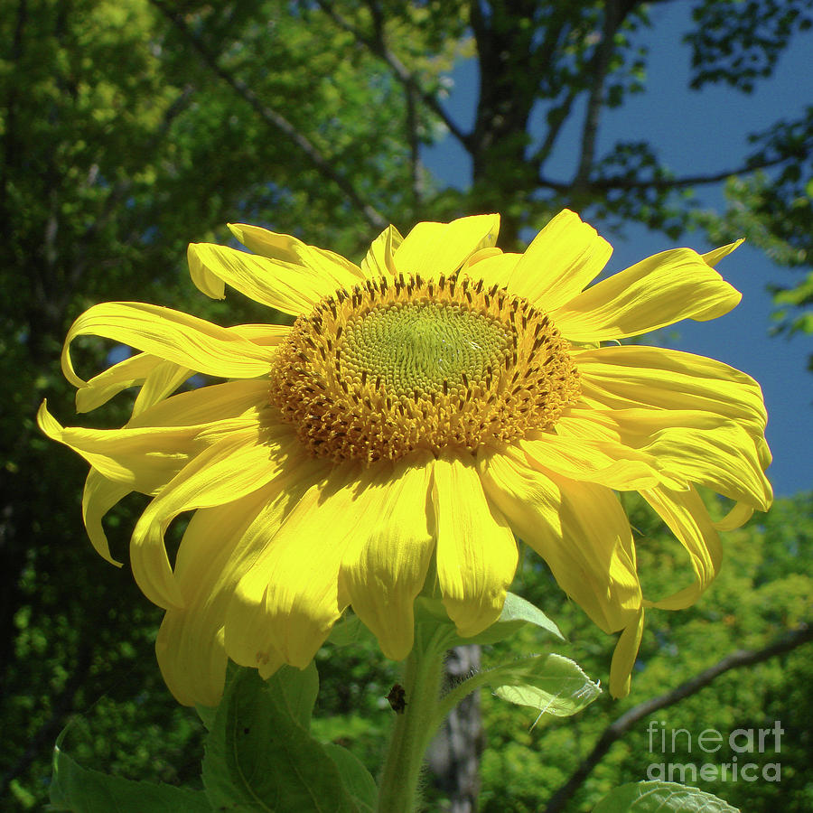 Sunflower 38 Photograph by Amy E Fraser