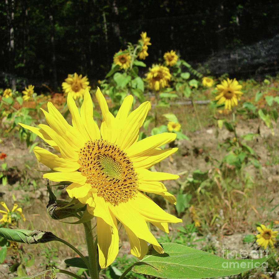 Sunflower 4 Photograph by Amy E Fraser