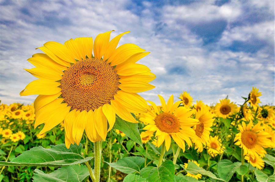 Sunflower 4 Photograph by C Sev Photography - Fine Art America