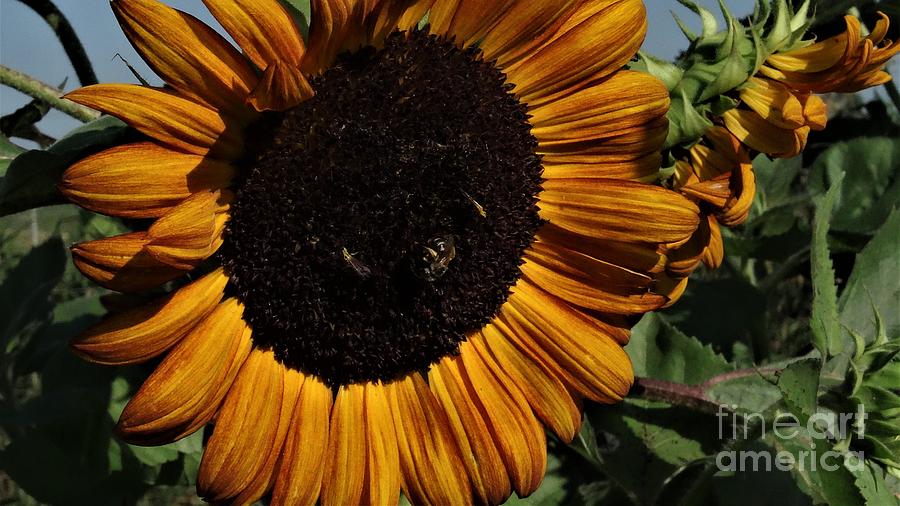 Sunflower 4 Photograph by J L Zarek