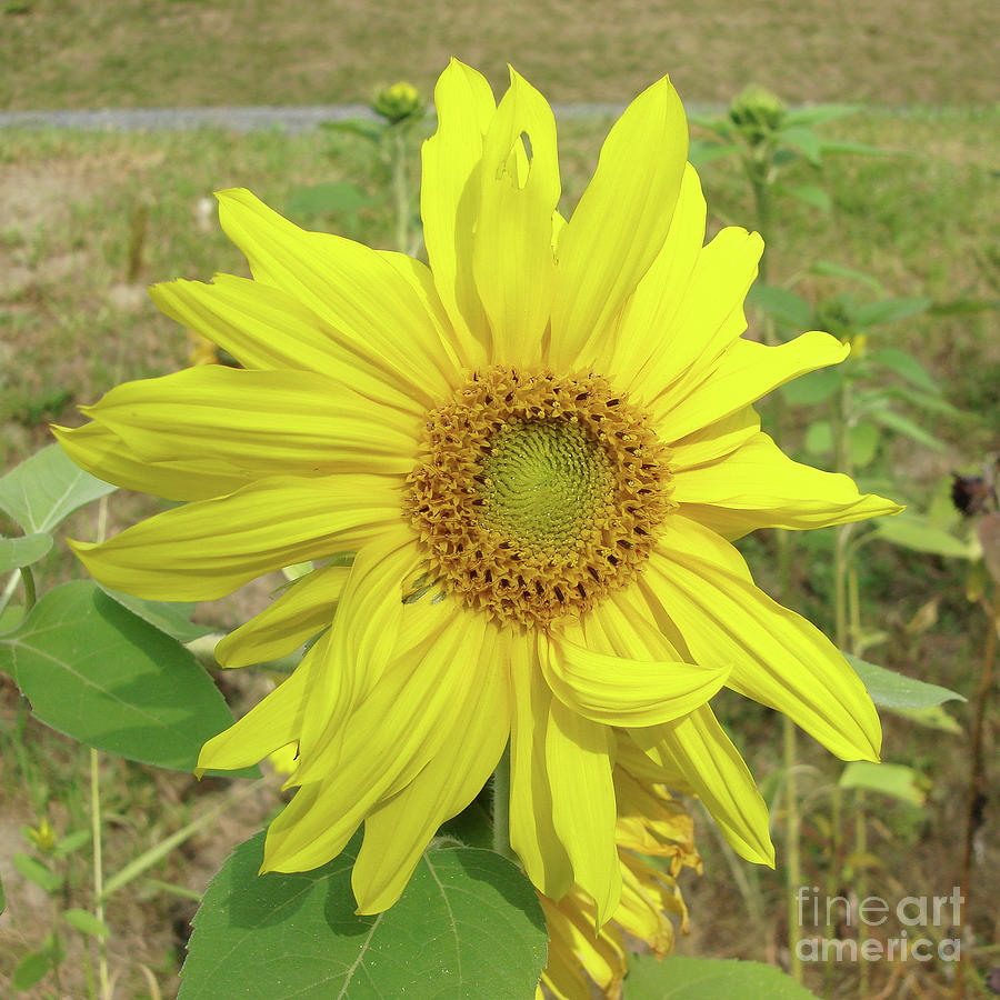 Sunflower 40 Photograph by Amy E Fraser