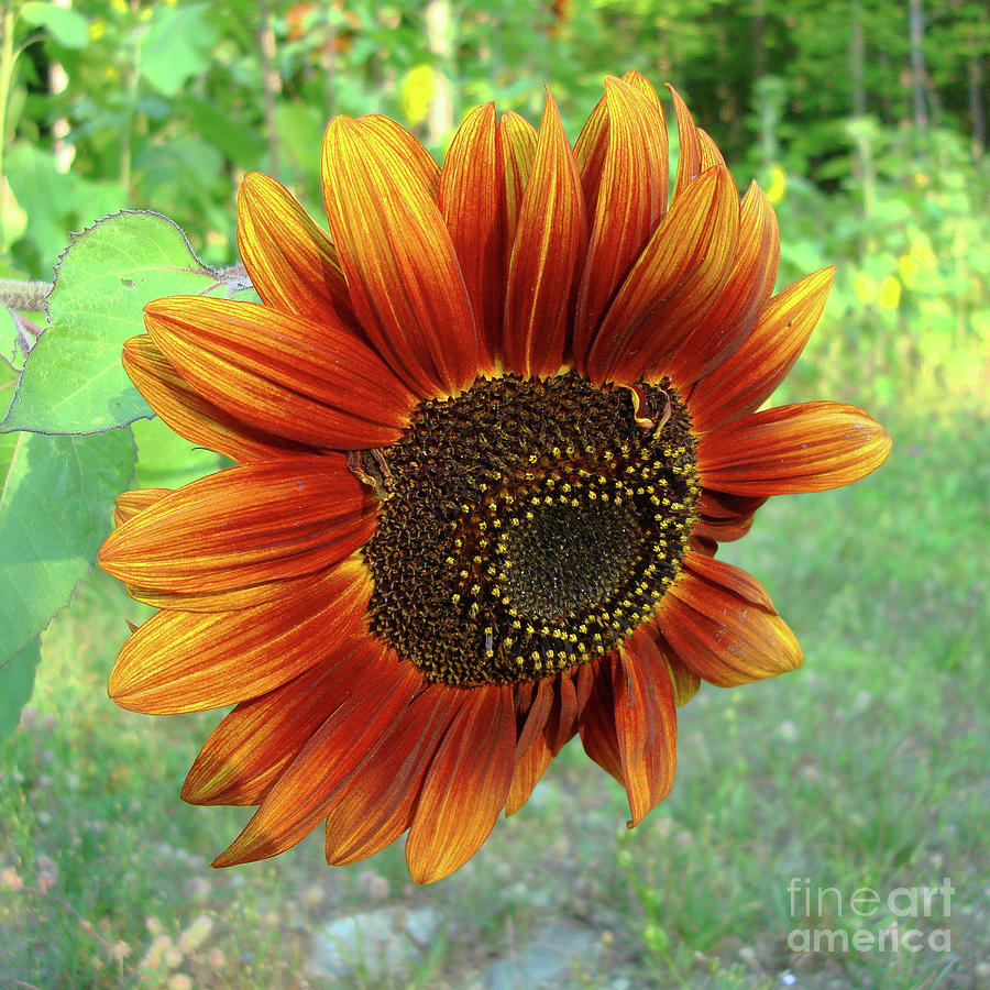 Sunflower 41 Photograph by Amy E Fraser