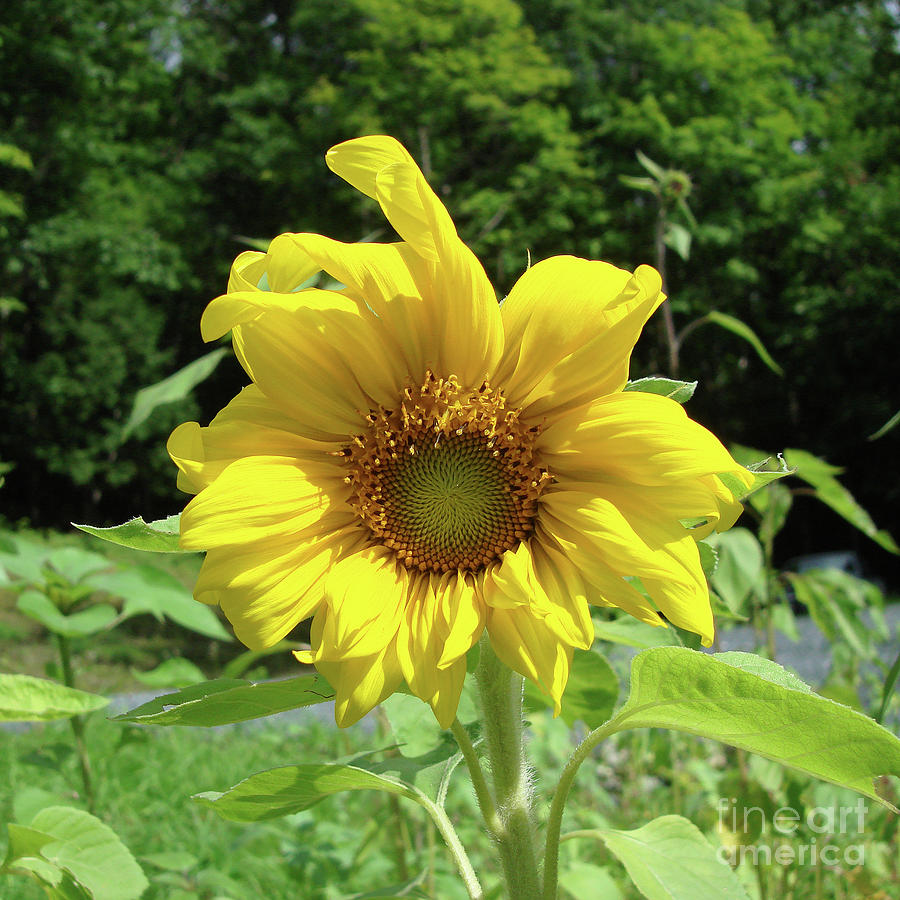 Sunflower 42 Photograph by Amy E Fraser