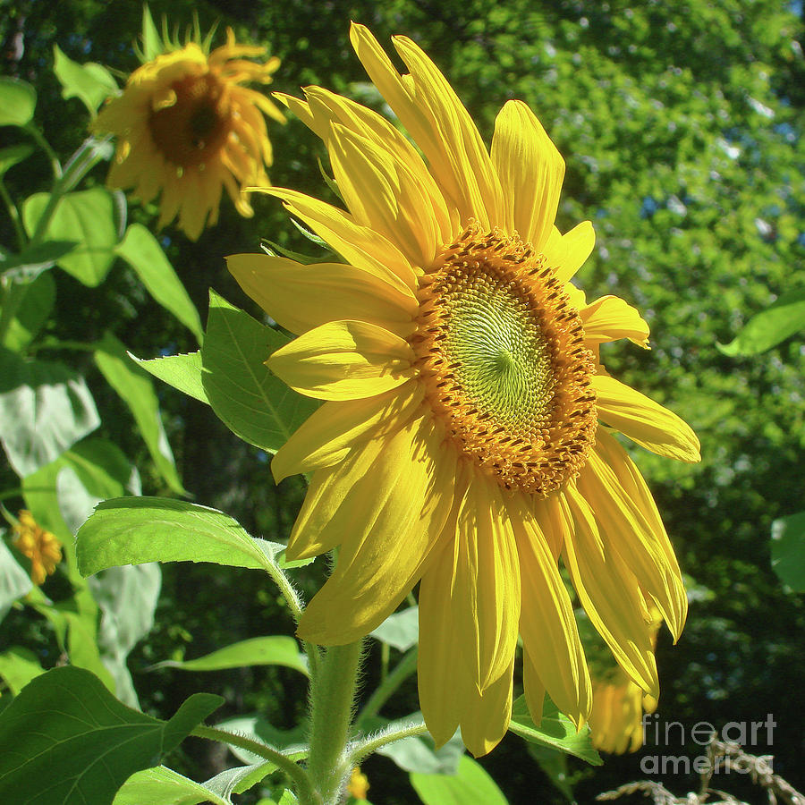 Sunflower 44 Photograph by Amy E Fraser
