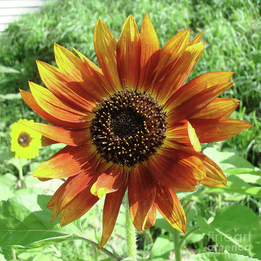 Sunflower 45 Photograph by Amy E Fraser
