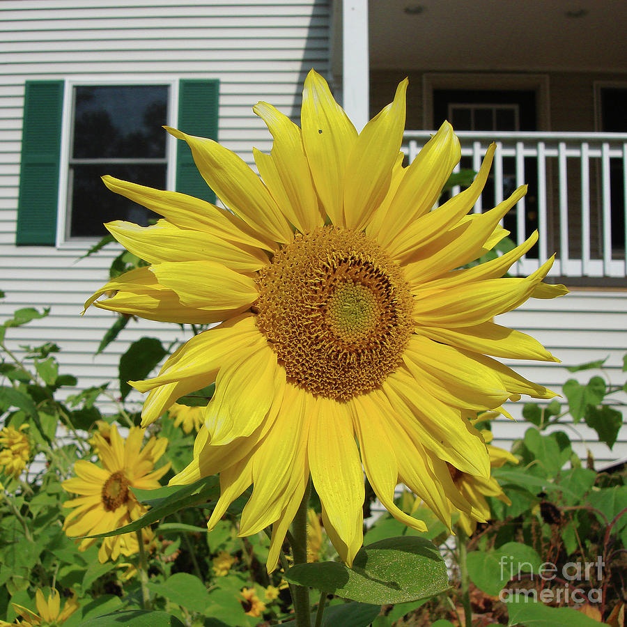 Sunflower 46 Photograph by Amy E Fraser