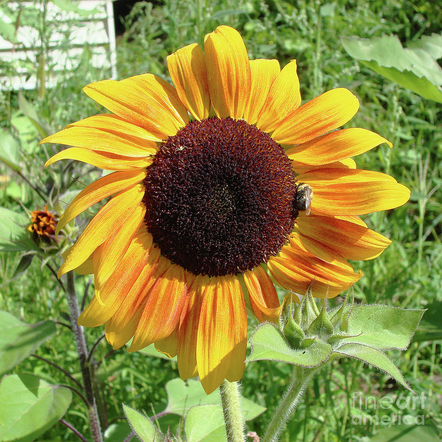 Sunflower 47 Photograph by Amy E Fraser