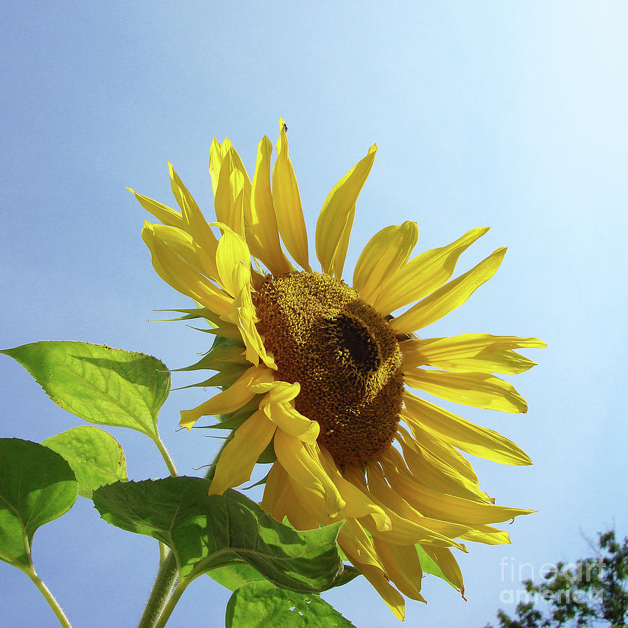 Sunflower 48 Photograph by Amy E Fraser