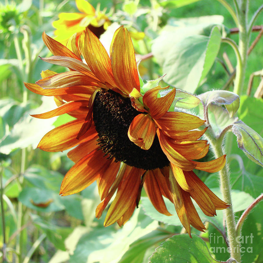 Sunflower 5 Photograph by Amy E Fraser
